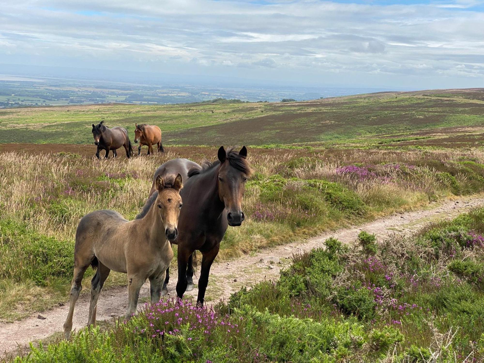 Pardlestone Farm B&B Kilve Luaran gambar